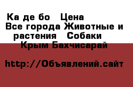 Ка де бо › Цена ­ 25 000 - Все города Животные и растения » Собаки   . Крым,Бахчисарай